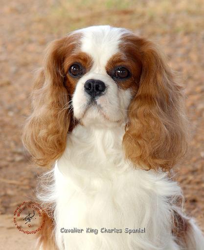 Cavalier King Charles Spaniel 9L005D-08.JPG